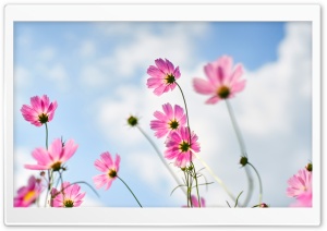 Pink Cosmos Flowers, Sky, Summer 4K UHD Wallpaper for Widescreen and UltraWide Desktop, UltraHD TV, Smartphone, Tablet
