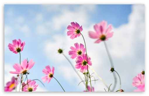 Pink Cosmos Flowers, Sky, Summer 4K UHD Wallpaper for Widescreen and UltraWide Desktop, UltraHD TV, Smartphone, Tablet Pink Cosmos Flowers, Sky, Summer UltraHD Wallpaper for UHD 16:9 ; HD 16:9 ; UltraWide 21:9 24:10 32:9 32:10 ; Widescreen 16:10 5:3 ; Fullscreen 4:3 5:4 3:2 ; Tablet 1:1 ; Mobile 9:16 9:19.5 9:20 9:21 9:22 10:16 2:3 3:5 3:4 ; Dual 16:10 5:3 16:9 4:3 5:4 3:2 ;