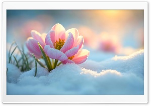 Pink Crocus Flower in The Snow Ultra HD Wallpaper for 4K UHD Widescreen Desktop, Lockscreen, Screensaver, TV, Tablet, Smartphone