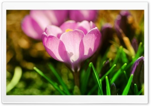Pink Crocuses Ultra HD Wallpaper for 4K UHD Widescreen desktop, tablet & smartphone