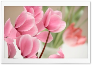 Pink Cyclamen Flowers Ultra HD Wallpaper for 4K UHD Widescreen desktop, tablet & smartphone