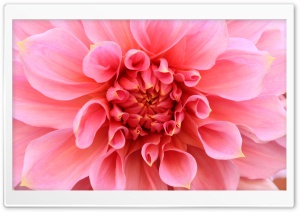 Pink Dahlia Ultra HD Wallpaper for 4K UHD Widescreen desktop, tablet & smartphone