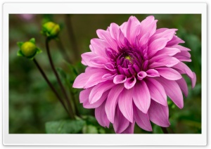 Pink Dahlia Ultra HD Wallpaper for 4K UHD Widescreen desktop, tablet & smartphone