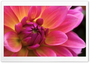 Pink Dahlia Bloom Macro 4K UHD Wallpaper for Widescreen and UltraWide Desktop, UltraHD TV, Smartphone, Tablet