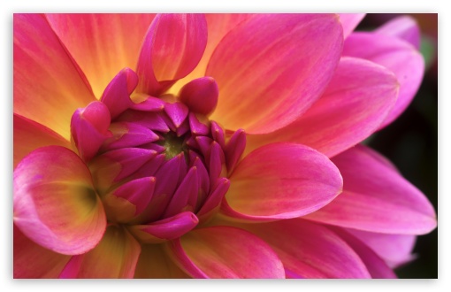 Pink Dahlia Bloom Macro UltraHD Wallpaper for UHD 16:9 ; HD 16:9 ; UltraWide 21:9 24:10 ; Widescreen 16:10 5:3 ; Fullscreen 4:3 5:4 3:2 ; Tablet 1:1 ;