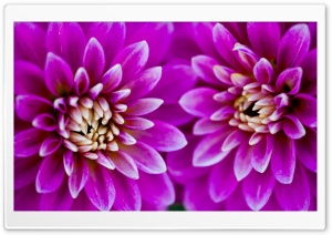 Pink Dahlia Flowers Macro 4K UHD Wallpaper for Widescreen and UltraWide Desktop, UltraHD TV, Smartphone, Tablet