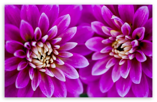 Pink Dahlia Flowers Macro UltraHD Wallpaper for UHD 16:9 ; HD 16:9 ; UltraWide 21:9 24:10 32:9 32:10 ; Widescreen 16:10 5:3 ; Fullscreen 4:3 5:4 3:2 ; Tablet 1:1 ; Mobile 9:16 9:19.5 9:20 9:21 9:22 10:16 2:3 3:5 3:4 ; Dual 16:10 5:3 16:9 4:3 5:4 3:2 ;