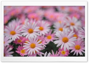 Pink Daisies Ultra HD Wallpaper for 4K UHD Widescreen desktop, tablet & smartphone