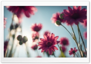 Pink Daisies against the Blue Sky Ultra HD Wallpaper for 4K UHD Widescreen Desktop, Lockscreen, Screensaver, TV, Tablet, Smartphone