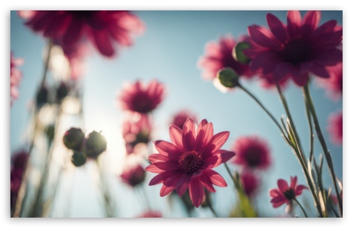 Pink Daisies against the Blue Sky UltraHD Wallpaper for UHD 16:9 ; HD 16:9 ; UltraWide 21:9 24:10 32:9 32:10 ; Widescreen 16:10 5:3 ; Fullscreen 4:3 5:4 3:2 ; Tablet 1:1 ; Mobile 9:16 9:19.5 9:20 9:21 9:22 10:16 2:3 3:5 3:4 ; Dual 16:10 5:3 16:9 4:3 5:4 3:2 ;