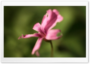 Pink Detail Ultra HD Wallpaper for 4K UHD Widescreen desktop, tablet & smartphone