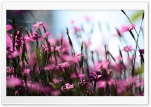 Pink Dianthus Field Ultra HD Wallpaper for 4K UHD Widescreen desktop, tablet & smartphone