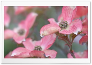 Pink Dogwood Ultra HD Wallpaper for 4K UHD Widescreen desktop, tablet & smartphone
