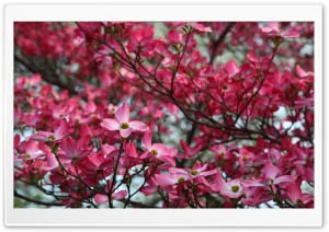 Pink Dogwood Tree Spring Bloom Ultra HD Wallpaper for 4K UHD Widescreen desktop, tablet & smartphone