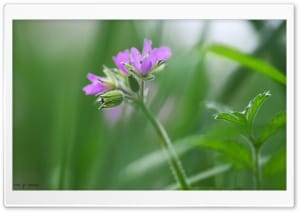 Pink Erodium Flower Macro Photography 4K UHD Wallpaper for Widescreen and UltraWide Desktop, UltraHD TV, Smartphone, Tablet