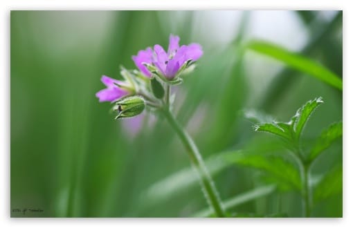 Pink Erodium Flower Macro Photography UltraHD Wallpaper for UHD 16:9 ; HD 16:9 ; Widescreen 16:10 ;