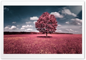 Pink Field Ultra HD Wallpaper for 4K UHD Widescreen desktop, tablet & smartphone