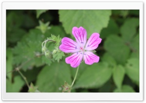 Pink Flower Ultra HD Wallpaper for 4K UHD Widescreen Desktop, Lockscreen, Screensaver, TV, Tablet, Smartphone