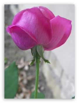 Pink flower UltraHD Wallpaper for iPad 1/2/Mini ; Mobile 4:3 - UXGA XGA SVGA ;