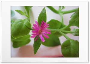 pink flower 4K UHD Wallpaper for Widescreen and UltraWide Desktop, UltraHD TV, Smartphone, Tablet