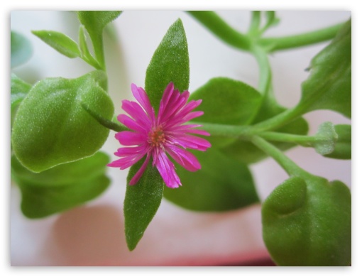 pink flower UltraHD Wallpaper for Fullscreen 4:3 ;