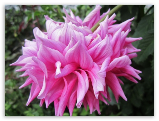 pink flower UltraHD Wallpaper for Fullscreen 4:3 ;