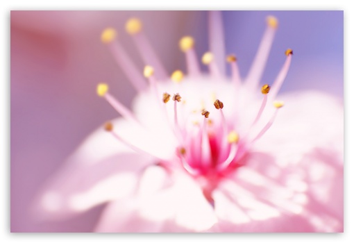 Pink flower UltraHD Wallpaper for Fullscreen 3:2 DVGA HVGA HQVGA ( Apple PowerBook G4 iPhone 4 3G 3GS iPod Touch ) ;