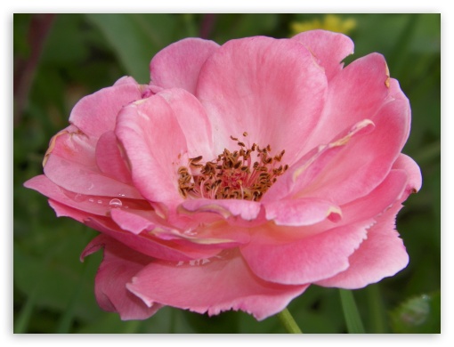 Pink flower UltraHD Wallpaper for Fullscreen 4:3 ;