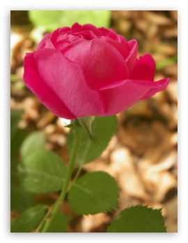 Pink flower UltraHD Wallpaper for iPad 1/2/Mini ; Mobile 4:3 - UXGA XGA SVGA ;