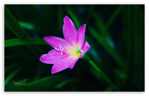 Pink Flower UltraHD Wallpaper for UHD 16:9 ; HD 16:9 ; Widescreen 16:10 5:3 ; Fullscreen 4:3 5:4 3:2 ; Tablet 1:1 ; Mobile 3:5 3:4 ;