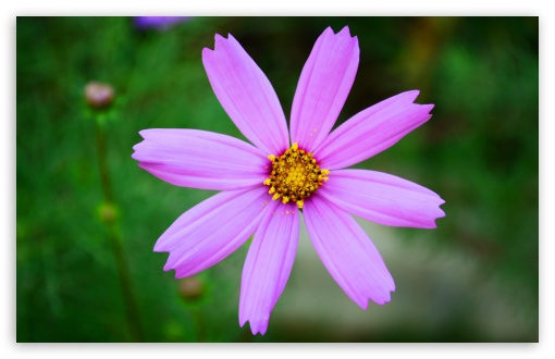 Pink Flower UltraHD Wallpaper for 8K UHD TV 16:9 Ultra High Definition 2160p 1440p 1080p 900p 720p ; Widescreen 16:10 5:3 WHXGA WQXGA WUXGA WXGA WGA ; Fullscreen 4:3 5:4 3:2 UXGA XGA SVGA QSXGA SXGA DVGA HVGA HQVGA ( Apple PowerBook G4 iPhone 4 3G 3GS iPod Touch ) ; Tablet 1:1 ;