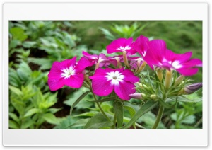 pink flower Ultra HD Wallpaper for 4K UHD Widescreen desktop, tablet & smartphone