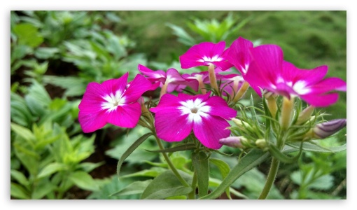 pink flower UltraHD Wallpaper for UHD 16:9 ; HD 16:9 ;