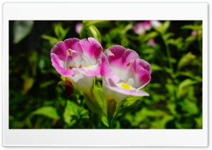 Pink Flower 4K UHD Wallpaper for Widescreen and UltraWide Desktop, UltraHD TV, Smartphone, Tablet