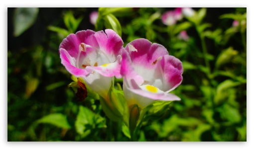 Pink Flower UltraHD Wallpaper for UHD 16:9 ; HD 16:9 ;