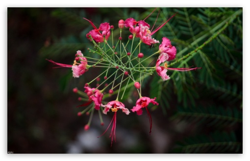 Pink Flower UltraHD Wallpaper for UHD 16:9 ; HD 16:9 ; Widescreen 16:10 ; Fullscreen 3:2 ; Tablet 1:1 ; Mobile 2:3 3:4 ;