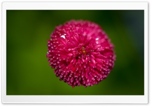 Pink Flower Against A Green Background Ultra HD Wallpaper for 4K UHD Widescreen desktop, tablet & smartphone