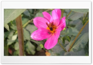 Pink Flower Bee 4K UHD Wallpaper for Widescreen and UltraWide Desktop, UltraHD TV, Smartphone, Tablet