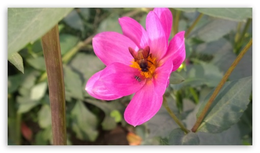 Pink Flower Bee UltraHD Wallpaper for HD 16:9 ;