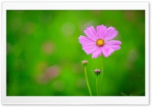 Pink Flower, Green Background Ultra HD Wallpaper for 4K UHD Widescreen desktop, tablet & smartphone