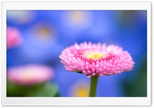 Pink Flower Macro, Blue Unfocused Background Ultra HD Wallpaper for 4K UHD Widescreen desktop, tablet & smartphone