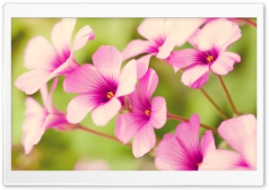 Pink Flower Petals Ultra HD Wallpaper for 4K UHD Widescreen desktop, tablet & smartphone