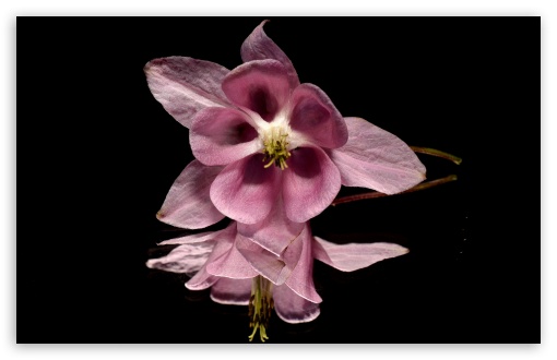 Pink Flower Reflection UltraHD Wallpaper for UHD 16:9 ; HD 16:9 ; UltraWide 32:9 32:10 ; Widescreen 16:10 5:3 ; Fullscreen 4:3 5:4 3:2 ; Tablet 1:1 ; Mobile 3:5 3:4 ; Dual 16:10 5:3 16:9 4:3 5:4 ;