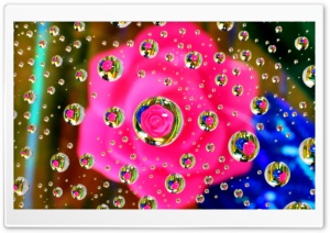 Pink Flower Water Drop Reflection Ultra HD Wallpaper for 4K UHD Widescreen desktop, tablet & smartphone