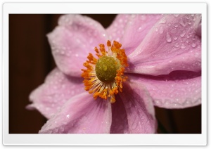 Pink Flower With Water Droplets Ultra HD Wallpaper for 4K UHD Widescreen desktop, tablet & smartphone