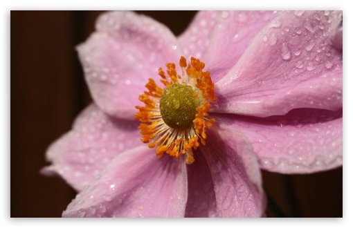 Pink Flower With Water Droplets UltraHD Wallpaper for UHD 16:9 2160p 1440p 1080p 900p 720p ; 8K UHD TV 16:9 Ultra High Definition 2160p 1440p 1080p 900p 720p ; Widescreen 16:10 5:3 WHXGA WQXGA WUXGA WXGA WGA ; Fullscreen 4:3 5:4 3:2 UXGA XGA SVGA QSXGA SXGA DVGA HVGA HQVGA ( Apple PowerBook G4 iPhone 4 3G 3GS iPod Touch ) ; Tablet 1:1 ; Mobile 3:5 3:4 - ;