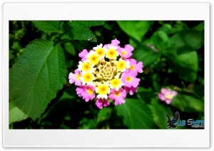pink flowers Ultra HD Wallpaper for 4K UHD Widescreen desktop, tablet & smartphone
