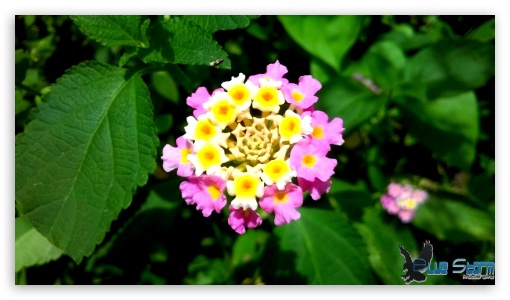 pink flowers UltraHD Wallpaper for HD 16:9 ;