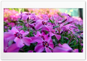 Pink Flowers 4K UHD Wallpaper for Widescreen and UltraWide Desktop, UltraHD TV, Smartphone, Tablet