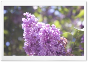 Pink Flowers Ultra HD Wallpaper for 4K UHD Widescreen desktop, tablet & smartphone